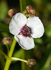 Sagittaria sagittifolia httpsuploadwikimediaorgwikipediacommonsthu