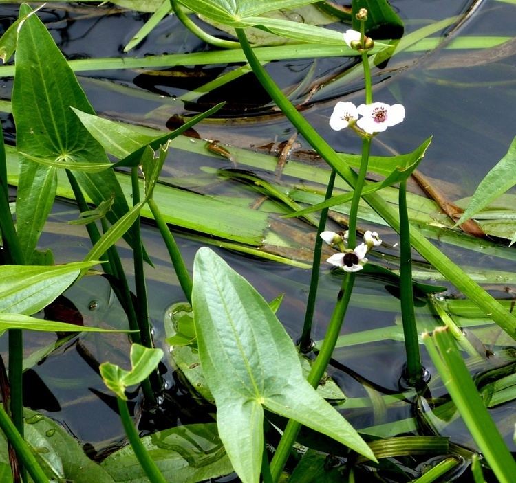 SAGITTARIA SAGITTIFOLIA Arrowhead Flowering Hardy MARGINAL Perennial Excellent for Around Ponds and WATERCOURSES Loved by Bees Comes in 9CM Pot Growing Well with Label