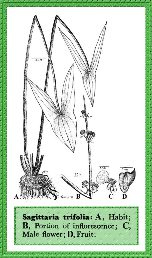Sagittaria trifolia Sagittaria trifolia in Flora of Pakistan eflorasorg