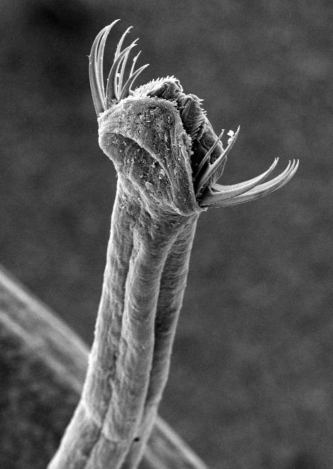 Sagittidae
