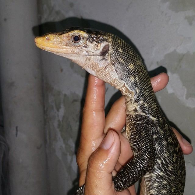 Sago monitor Sago Monitor Facts and Pictures Reptile Fact