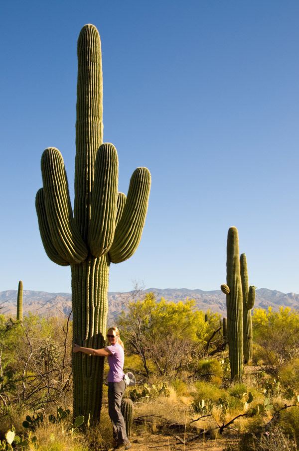 Saguaro Saguaro Cactus Lessons TES Teach
