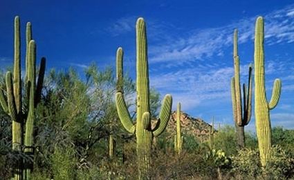 Saguaro Climate Change Threatens Saguaro National Park39s Cacti Climate Central