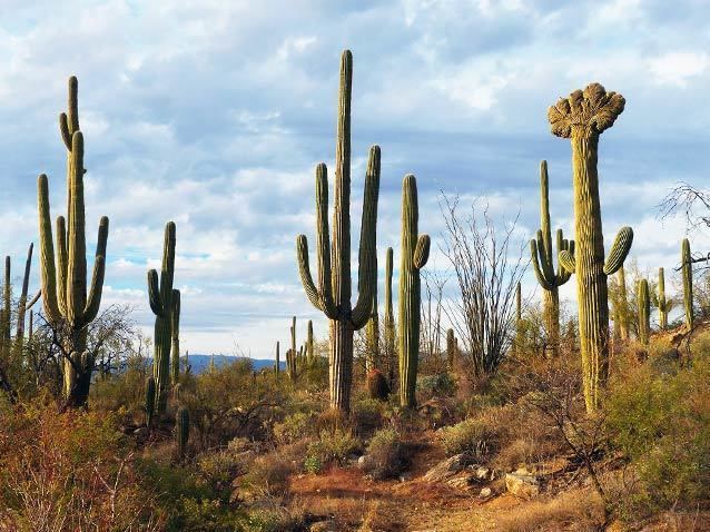 Saguaro Saguaro Cactus Sentinel of the Southwest US National Park Service