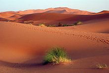 Sahara Desert (ecoregion) uploadwikimediaorgwikipediacommonsthumb77c
