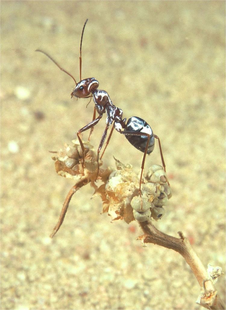 Saharan silver ant Saharan silver ants use hair to survive Earth39s hottest temperatures