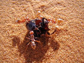 Saharan silver ant Saharan silver ant Wikipedia
