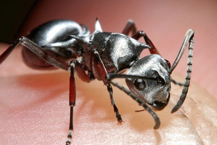 Saharan silver ant Saharan Silver Ant N a t u r a l Pinterest Silver and Ants