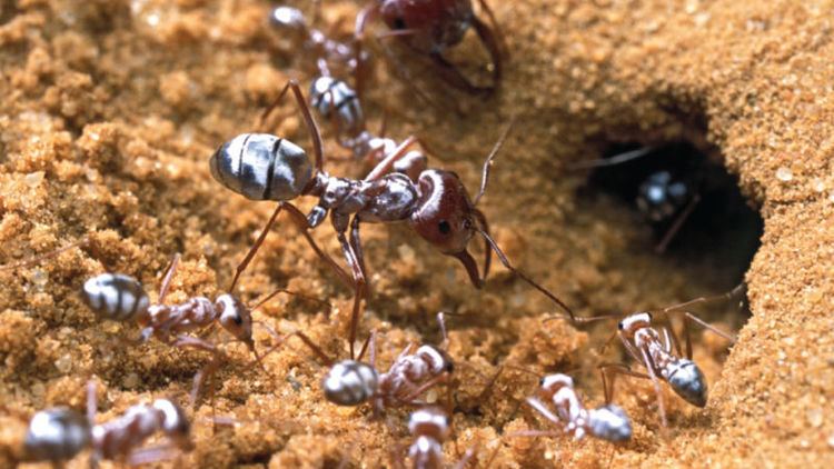Saharan silver ant Saharan Silver Ants Have Evolved an Awesome Way of Fighting Extreme