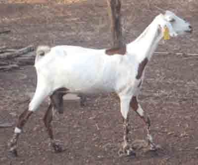 Sahelian goat wwwroysfarmcomwpcontentuploads201608Saheli