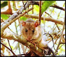 Sahyadris forest rat httpsuploadwikimediaorgwikipediacommonsthu