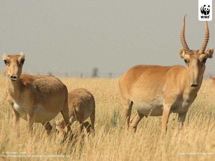 Saiga antelope assetspandaorgimgoriginalsaigaantelopewwfwa