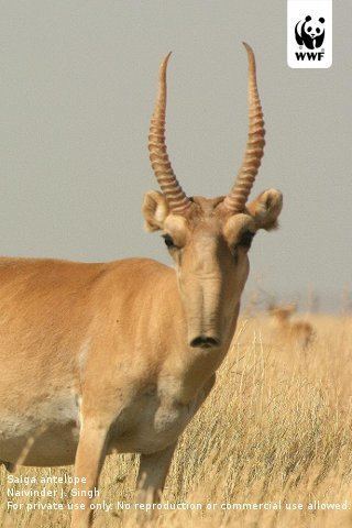 Saiga antelope Saiga Antelope WWF