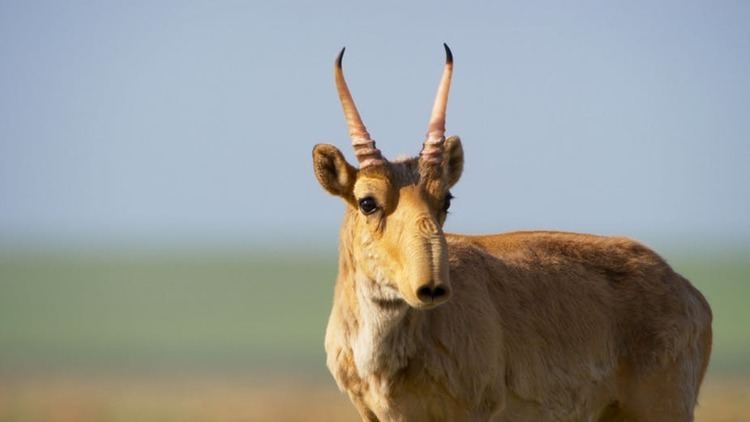 Saiga antelope Planet Earth II why more than 200000 saiga antelopes died in just days