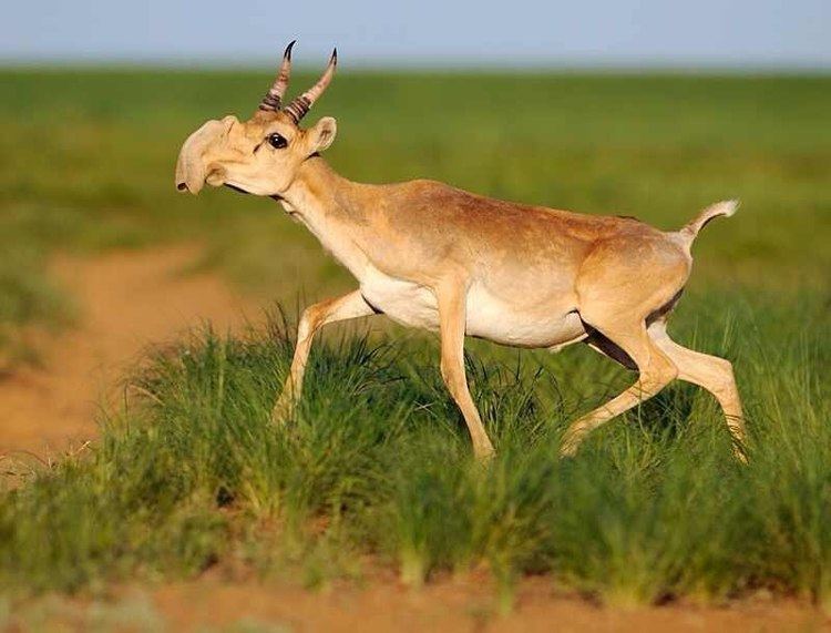 Saiga antelope Saiga Antelope Facts Habitat Extinction Life Cycle Baby Pictures