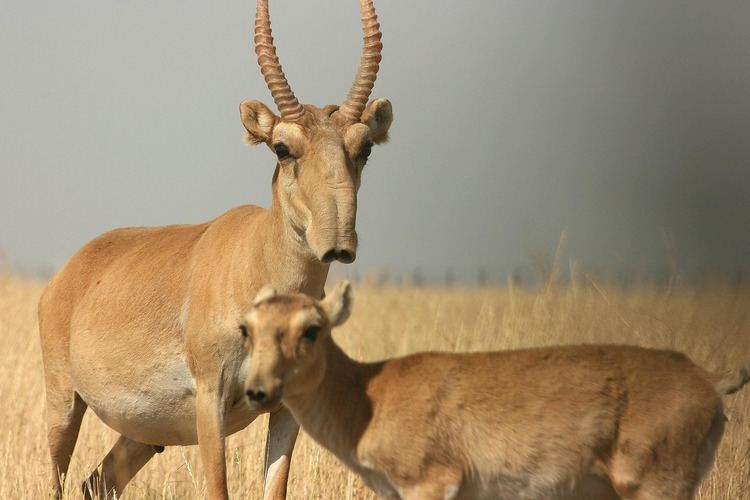 Saiga antelope Real Monstrosities Saiga Antelope