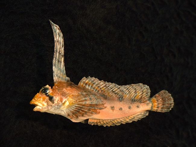 Sailfin sculpin Sailfin Sculpin 18cm Bilz Rockfish