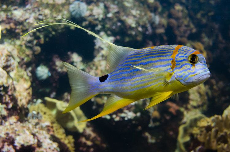 Sailfin snapper Sailfin snapper by HydraDominatus on DeviantArt