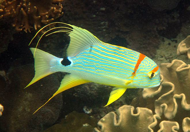 Sailfin snapper Sailfin Snapper