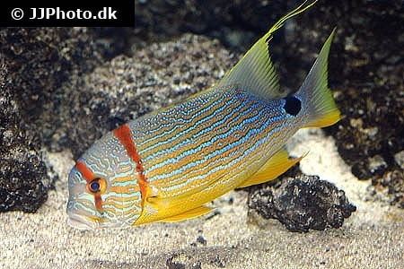 Sailfin snapper Sailfin snapper Symphorichthys spilurus in aquarium