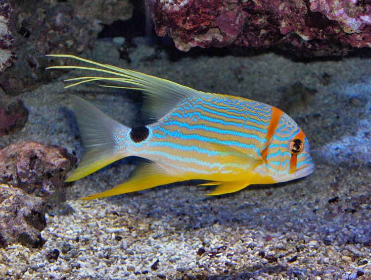 Sailfin snapper uploadwikimediaorgwikipediacommonsbb1Monaco