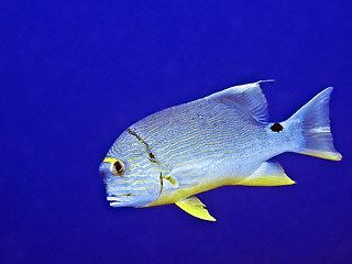 Sailfin snapper image Sailfin Snapper Underwater Australasia