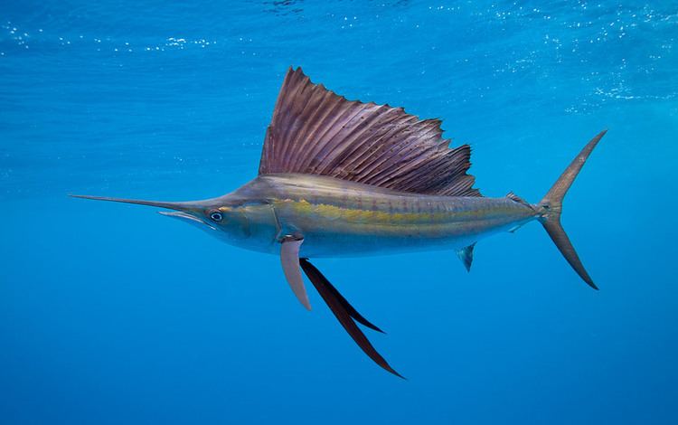 Sailfish Sailfish Fastest Fish In The Ocean Lazer Horse