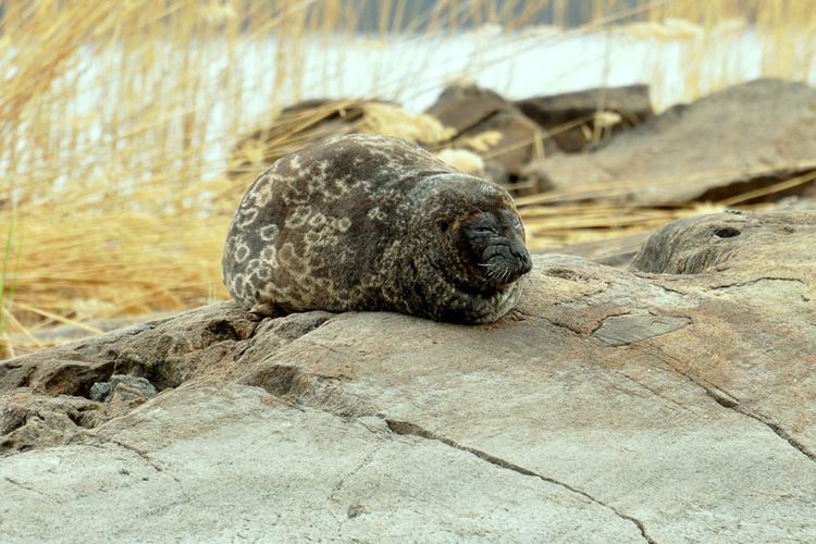 Saimaa ringed seal Why Today is the Best Time to See a Saimaa Ringed Seal
