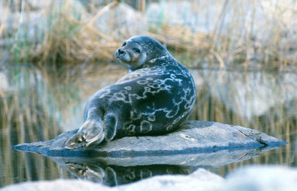 Saimaa ringed seal Saimaa ringed seal Luonnonsuojeluliitto