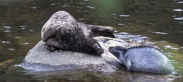 Saimaa ringed seal On safari to see rare Finnish lake seals thisisFINLAND