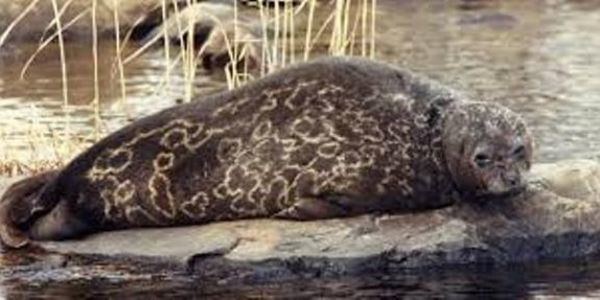 Saimaa ringed seal petition quotSave the Saimaa ringed seal and Protect the environmentquot