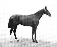 Sainfoin (horse) httpsuploadwikimediaorgwikipediacommonsthu