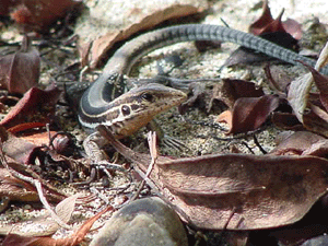 Saint Croix ground lizard Earlham Biological Diversity St Croix Ground Lizard