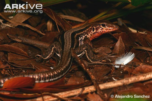 Saint Croix ground lizard Saint Croix ground lizard videos photos and facts Ameiva polops