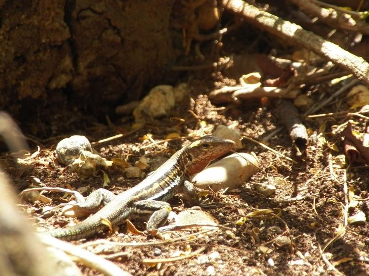 Saint Croix ground lizard Report Population Assessment of the Endangered St Croix Ground