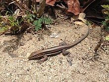 Saint Croix ground lizard httpsuploadwikimediaorgwikipediacommonsthu
