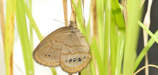 Saint Francis' Satyr Who Can Identify the World39s Rarest Butterfly Science Smithsonian