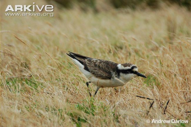 Saint Helena plover St Helena plover videos photos and facts Charadrius