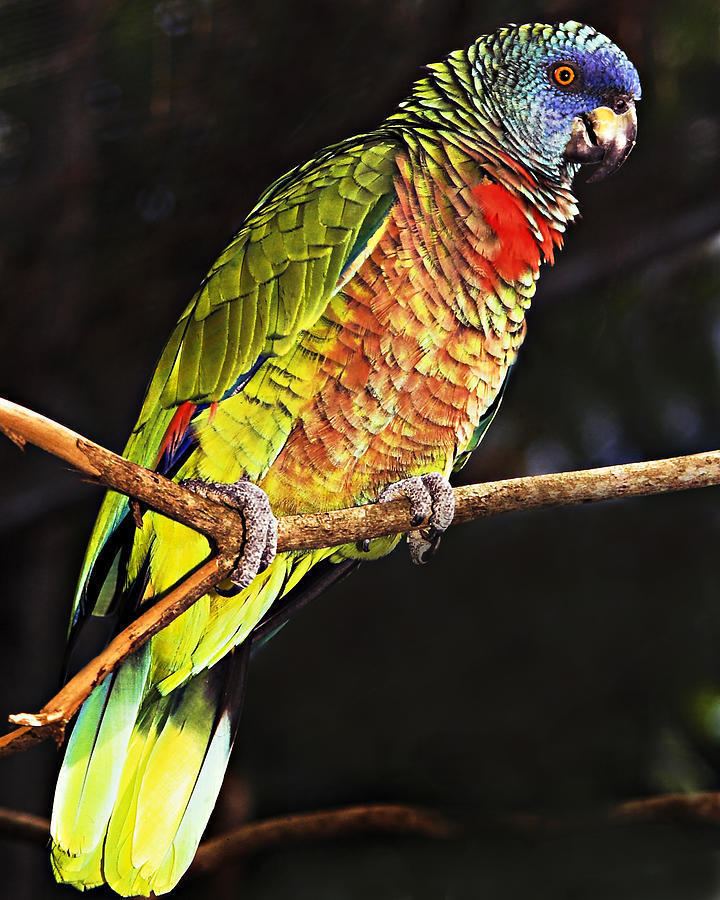 Saint Lucia amazon St Lucia Parrot Photograph by Chester Williams