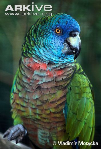 Saint Lucia amazon Saint Lucia parrot photo Amazona versicolor G23626 ARKive