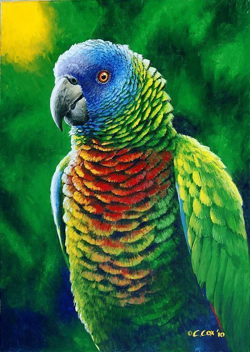 Saint Lucia amazon Christopher Cox St Lucia Parrot Fine Colours BIRDS birdies