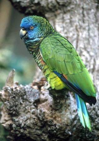 Saint Lucia amazon St Lucia parrot Picture of Anse Chastanet Soufriere TripAdvisor