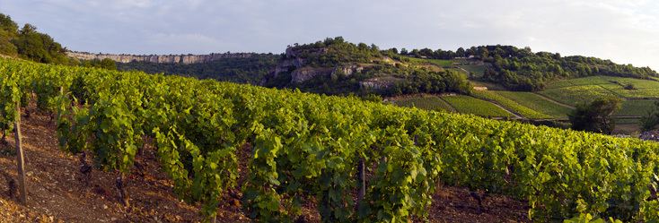 Saint-Romain wine wwwbourgognewinescomgalleryimagessite3233