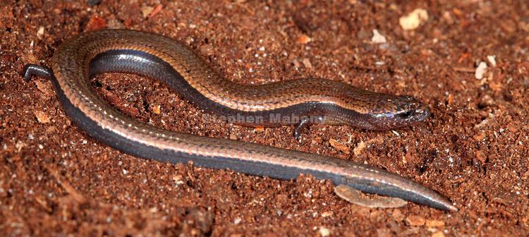 Saiphos equalis Saiphos equalis A Threetoed Skink from the mountains of t Flickr