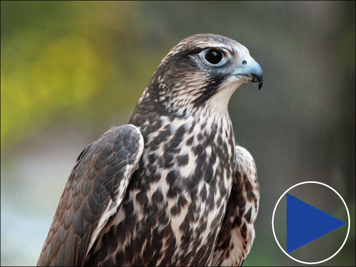 Saker falcon Live Saker falcon Web Cam in Hungary