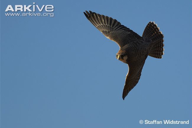 Saker falcon Saker falcon videos photos and facts Falco cherrug ARKive