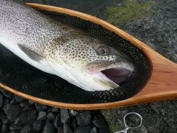 Sakhalin taimen Sakhalin Taimen Itou Tokyo Fly Fishing amp Country Club