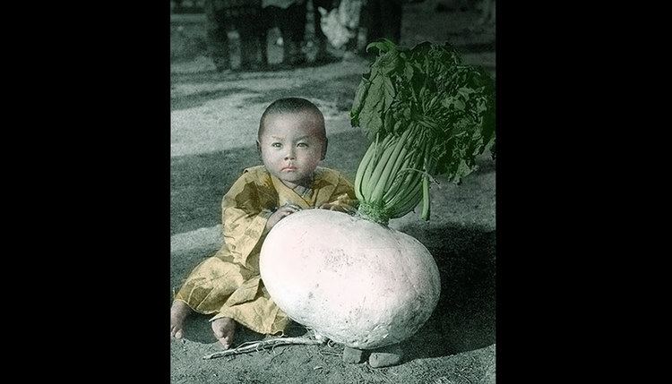 Sakurajima radish Sakurajima Radish The World39s Largest