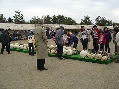 Sakurajima radish Sakurajima Radish