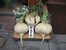 Sakurajima radish httpsuploadwikimediaorgwikipediacommonsthu